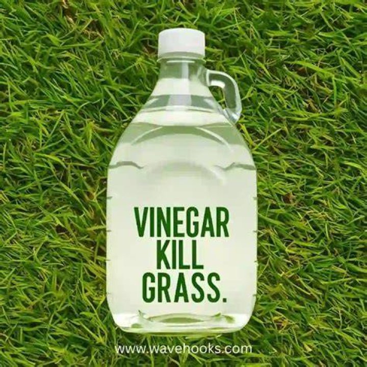 Will vinegar kill green moss